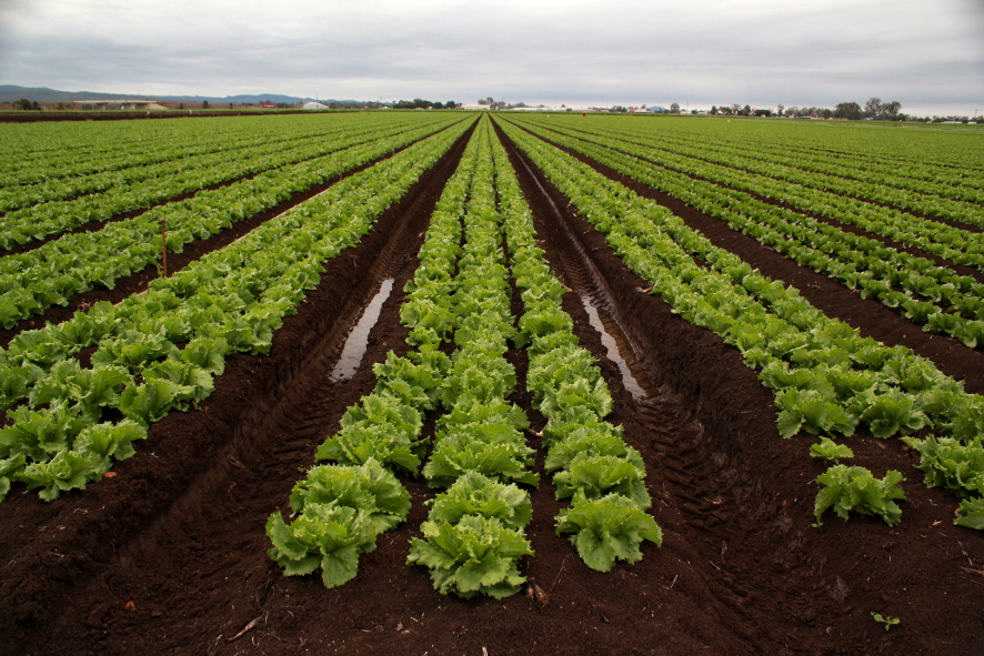 Lettuce, Lockyer Valley. Credit: Chris Taylor